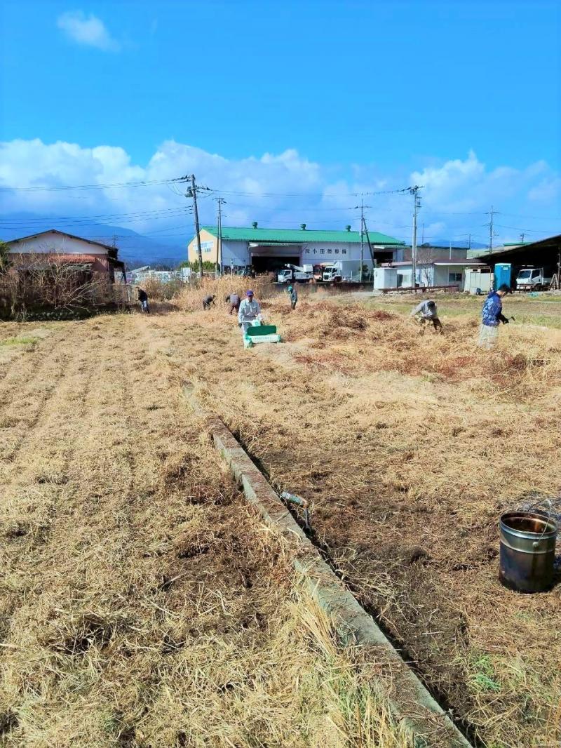 稲刈り鎌で草を刈り、ハンマーナイフで砕く