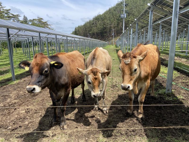 パネル下で飼養されている牛たち