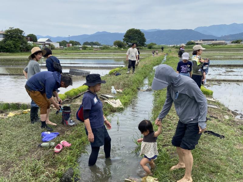 桑原の田んぼに水を届ける土の水路は、水がなみなみと