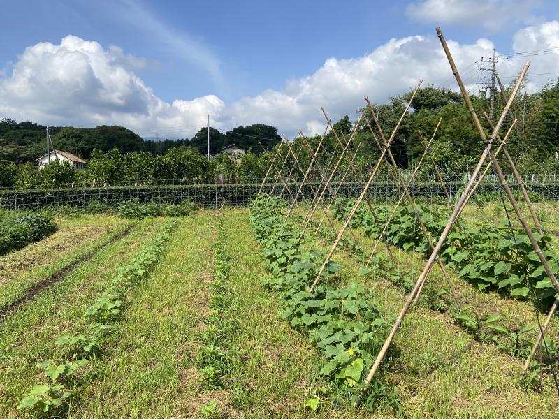 夏野菜が育ち始めている城山の畑