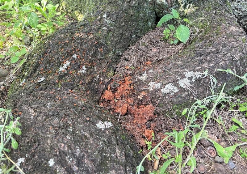 クビアカツヤカミキリの食害によるフラス