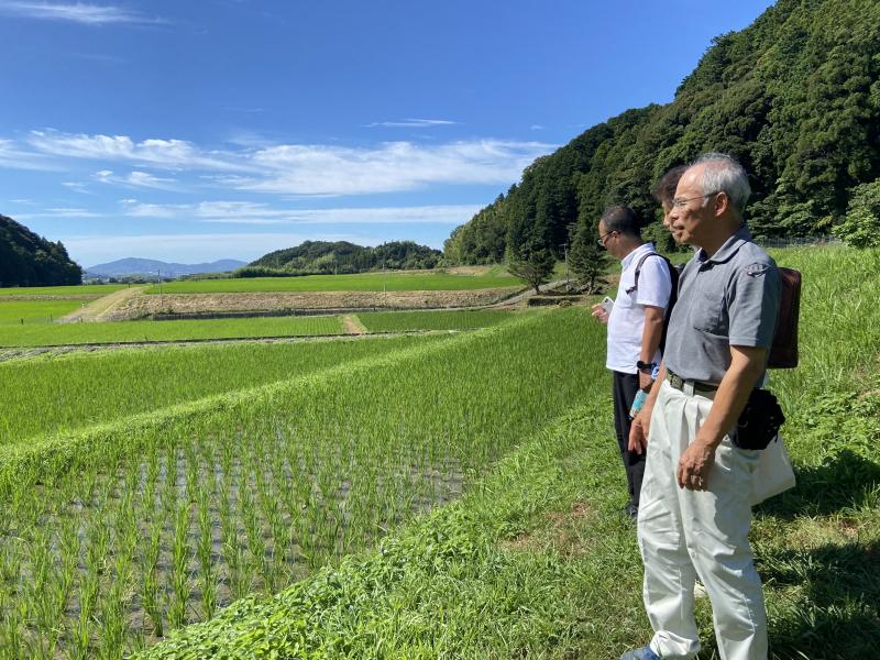 稲が健やかに育つ、美しく手入れのされた棚田の田んぼ