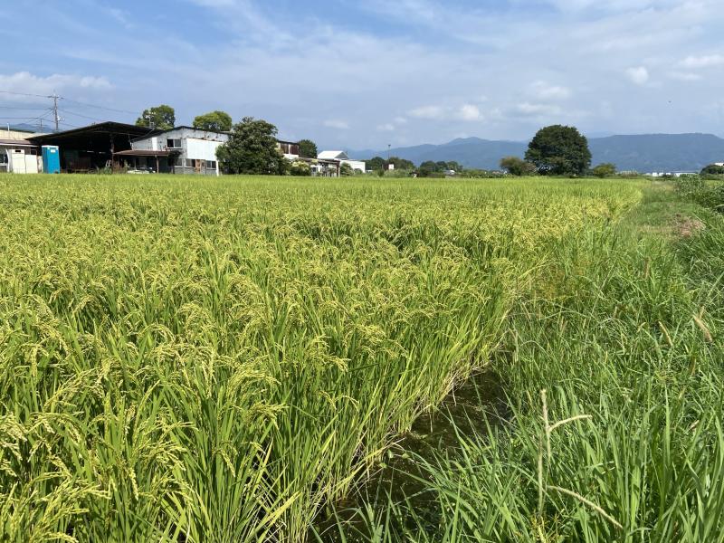 桑原の田んぼにて、「復田ジャー」の田んぼでは稲の生育良好