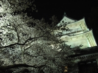 天守閣と夜桜