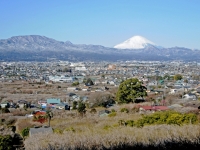 曽我梅林と富士山