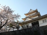 小田原城天守閣と桜