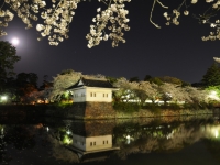 城址公園の夜桜