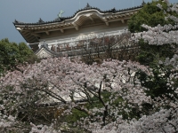 小田原城天守閣と桜