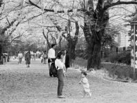 城内小横桜並木