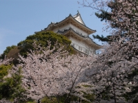 小田原城天守閣と桜