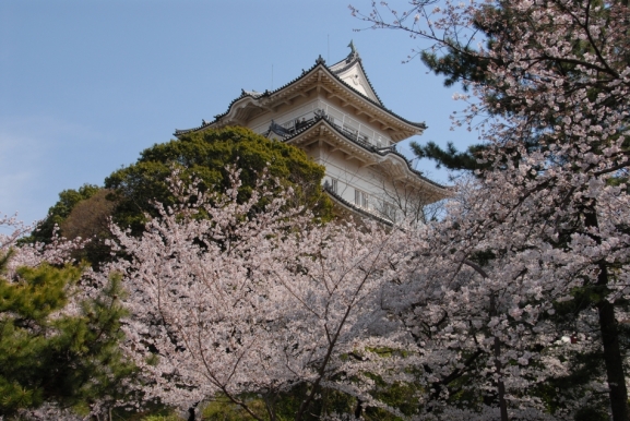 小田原城天守閣と桜