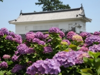 小田原城祉公園のあじさい