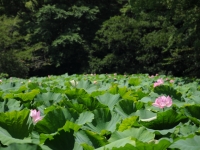 城址公園のはす