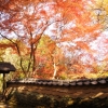 松永記念館の紅葉(2枚目)写真を拡大表示する