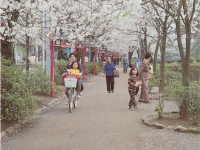 小田原の桜