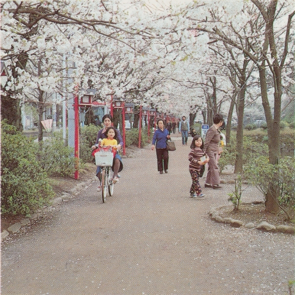 小田原の桜