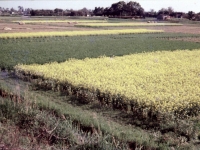 菜の花畑