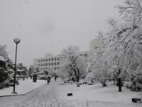 小田原市役所雪景色