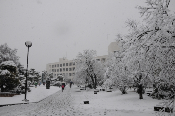 小田原市役所雪景色