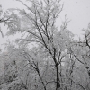 小田原市役所雪景色(4枚目)写真を拡大表示する