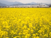 栢山の菜の花畑