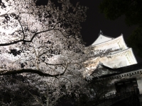 天守閣と夜桜