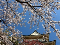 小田原城天守閣と桜