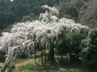 長興山のしだれ桜