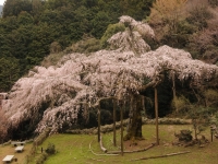 長興山のしだれ桜