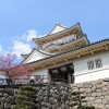 小田原城のカンヒザクラ(5枚目)写真を拡大表示する