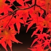 松永記念館の紅葉(4枚目)写真を拡大表示する