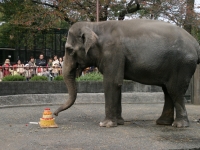 ウメ子におからケーキ