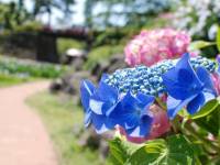 小田原城あじさい花菖蒲まつり