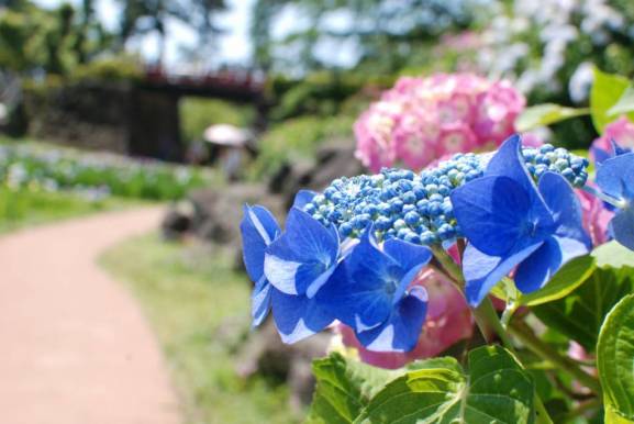 小田原城あじさい花菖蒲まつり