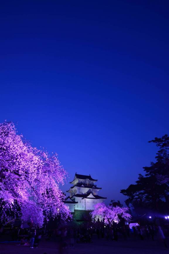 小田原城夜桜ライトアップ