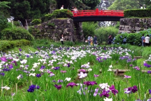 城址公園の花菖蒲とあじさい