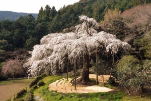 長興山紹太寺のしだれ桜