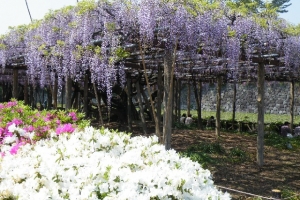 城址公園の御感の藤(ぎょかんのふじ)