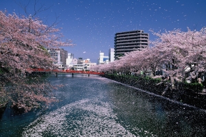 令和5年(2023年)小田原の桜開花状況