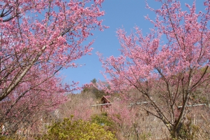 根府川のおかめ桜