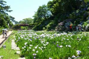 小田原城花育成ボランティア募集