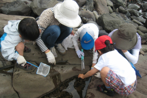 【6月22日】自然探究会「磯の生物を観察しよう」 参加者募集!!