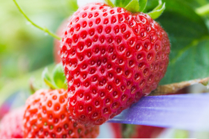 「おだわらいちごフェア」開催します!【3月1日(日)～7日(土)】