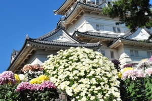 城址公園の菊(菊花展)