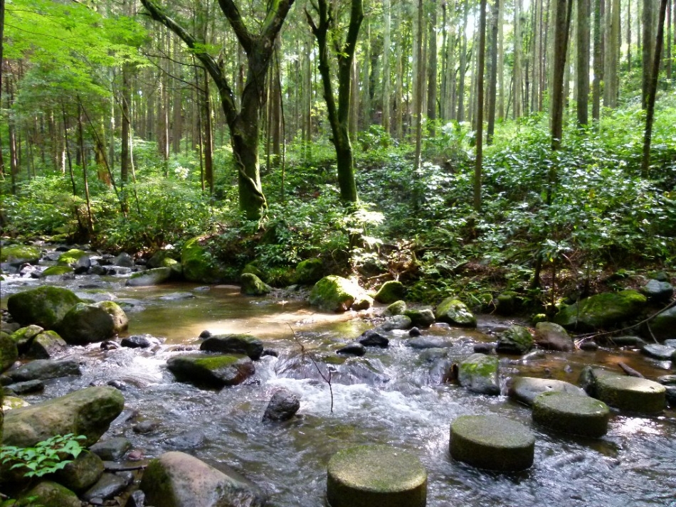 いこいの森を流れる清流