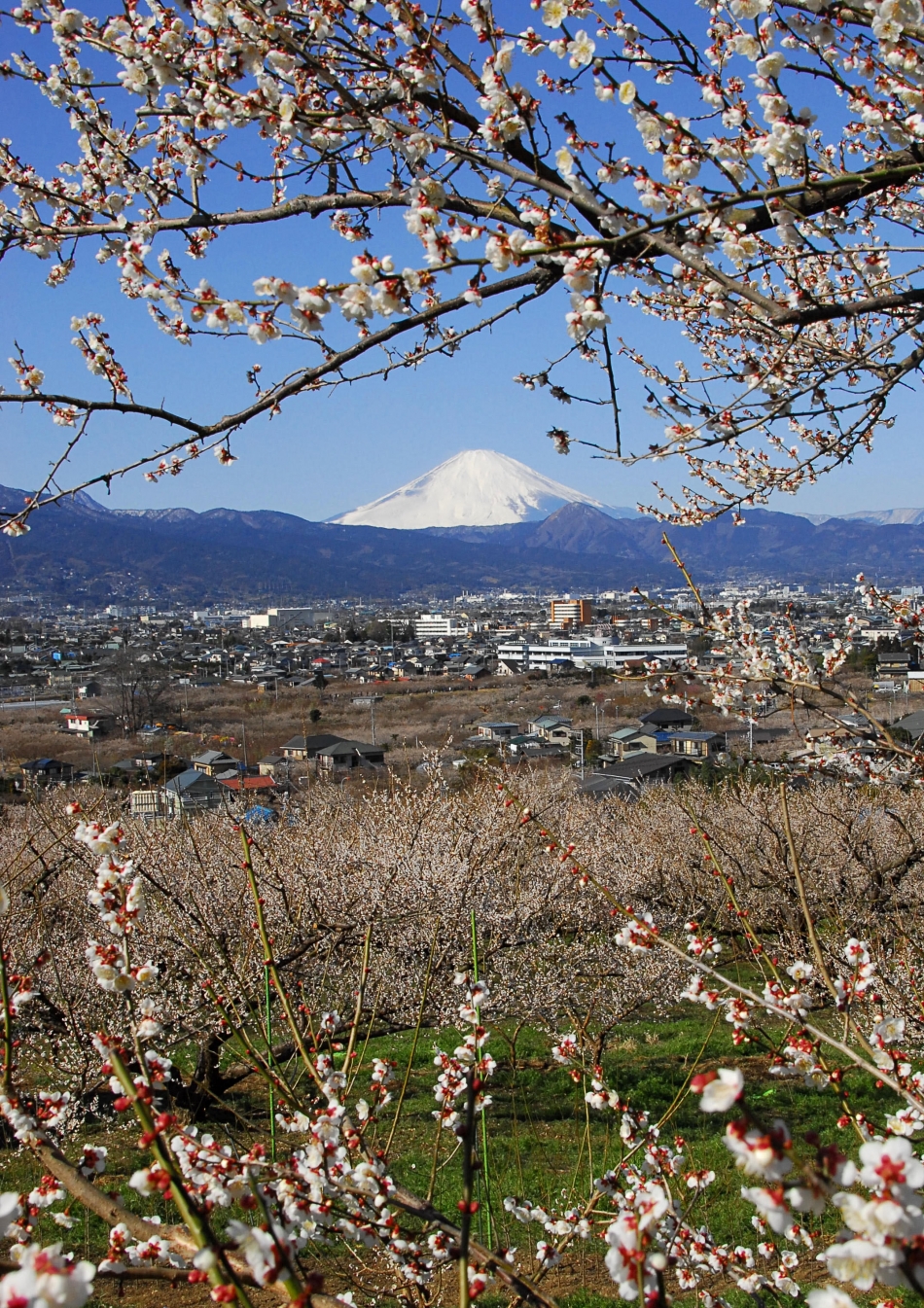 小田原 の 梅