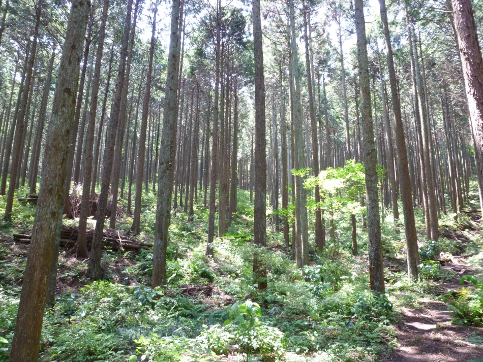 小田原の森林