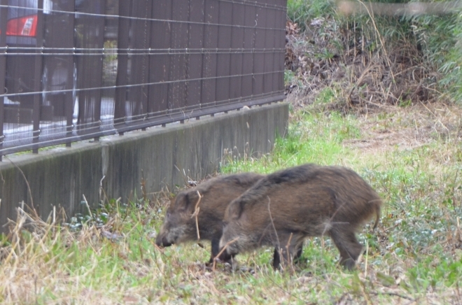 住宅地付近に出没したイノシシ