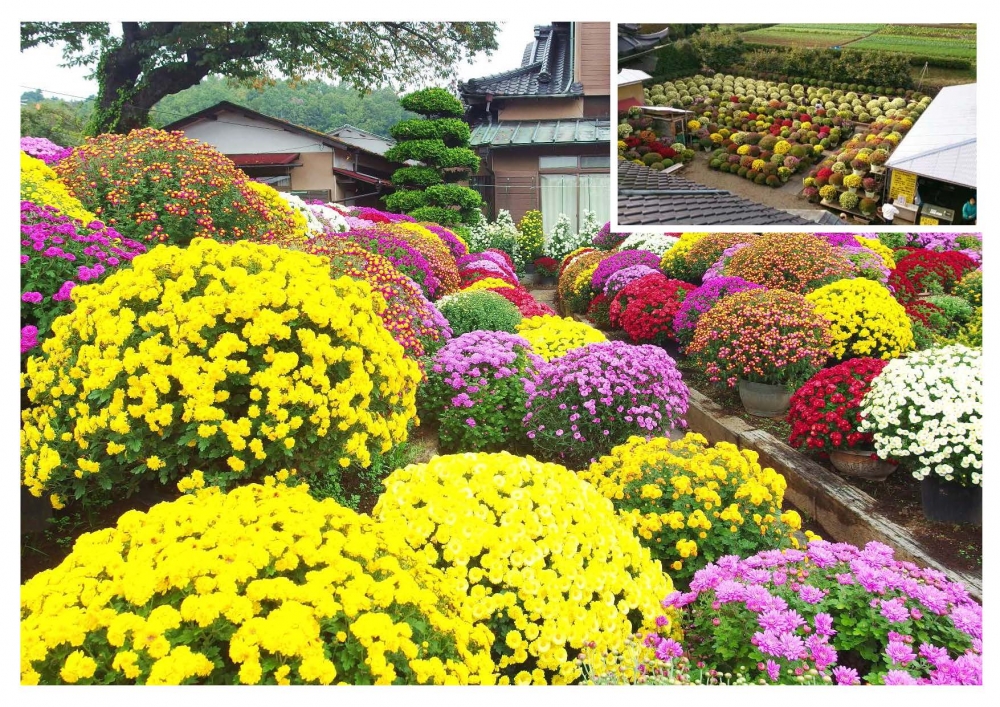 【優秀賞】　　鈴木ざる菊園　鈴木三郎　さん