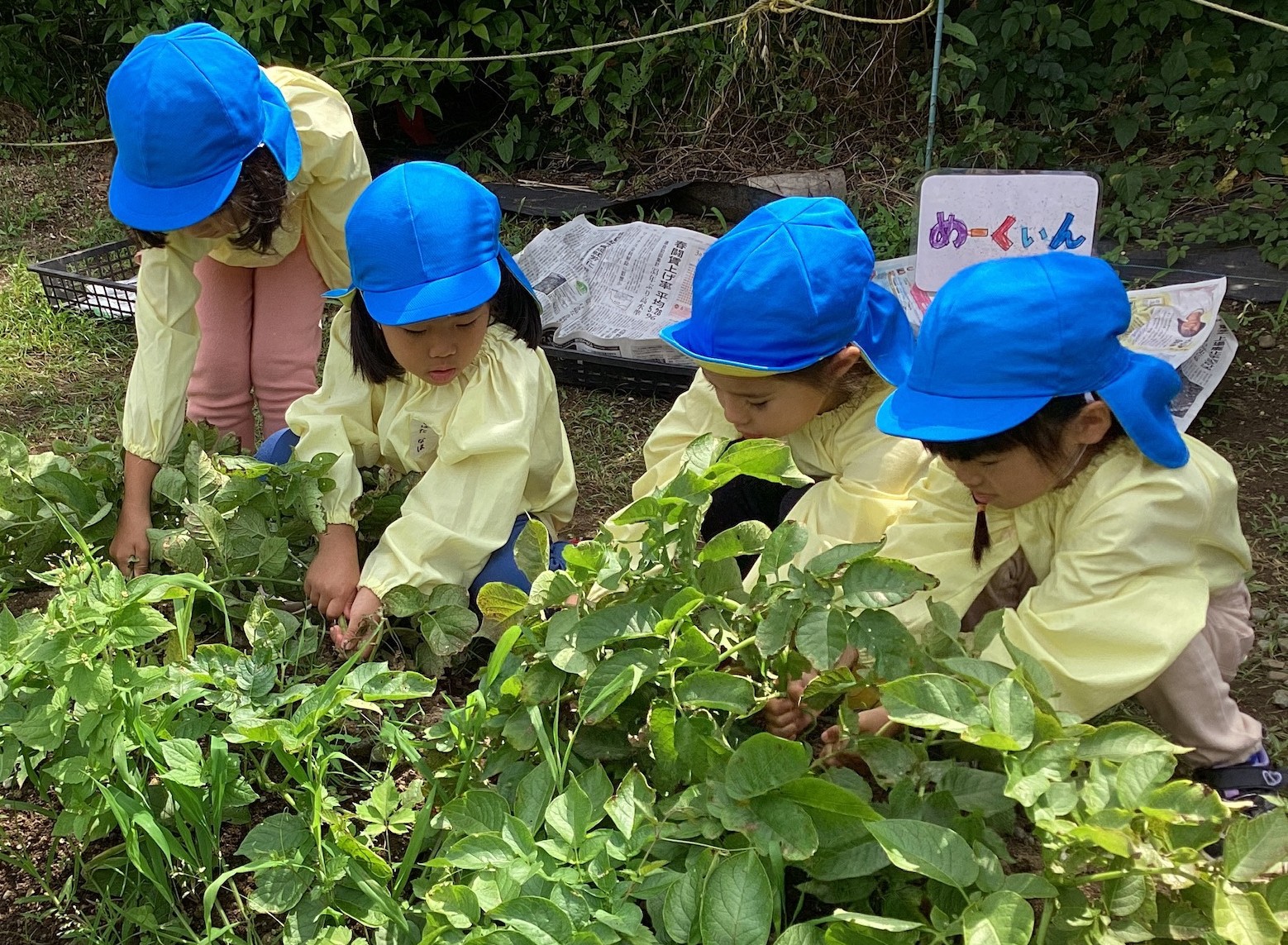 野菜の栽培をしている様子